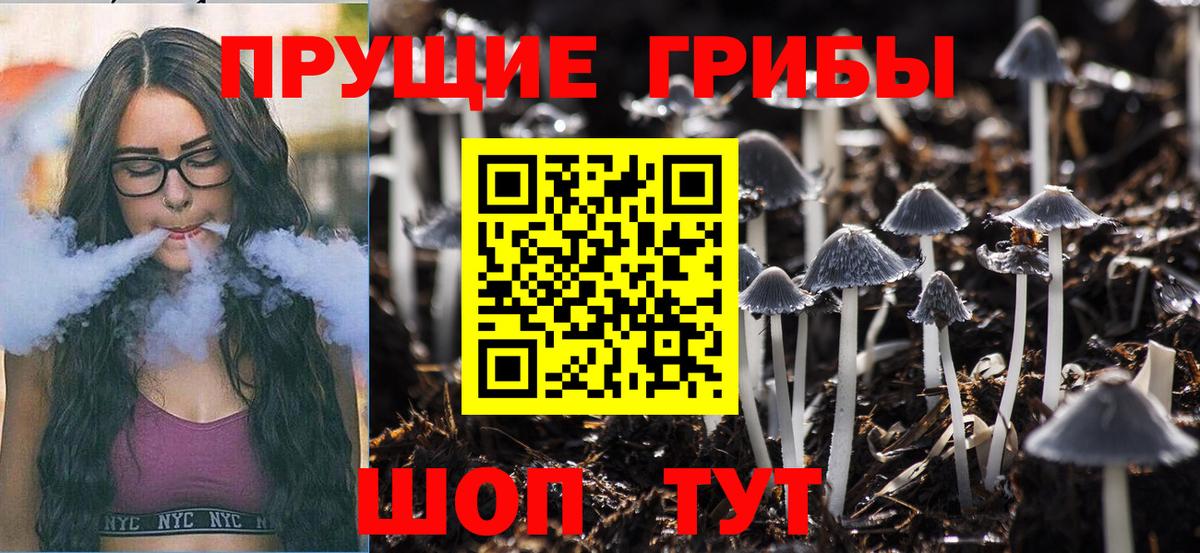 Михайловск  Псилоцибиновые грибы Psilocybine cubensis  Вход с VPN 